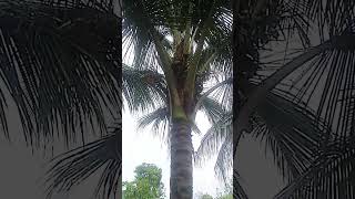 #shorts coconut trees#தென்னை மரங்களில் கரையானை தடுக்க  சுண்ணாம்பு பூச்சு.#saiwin👨‍👦shorts#