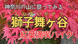 神奈川の山に登ってみる【獅子舞】【天園】【獅子舞ヶ谷】紅葉三昧！！【初心者OK】