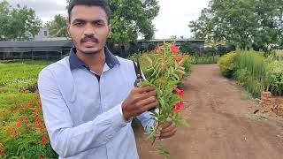 How To Do Plant Propagation | Propagation By Cutting | Cutting Easiest Method Of Plant Propagation