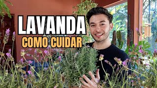 Como cuidar de lavanda e fazer mudas