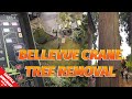 Bellevue Crane Cedar Tree Removal