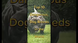 Top 10 most dangerous dog in the world shorts | #shorts #dog #top10 #dangerous