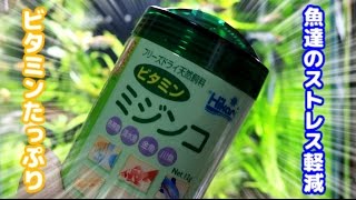 【キョーリンミジンコ】メダカたちにあげる♪【餌】