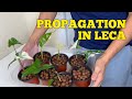 #147 : Indoor Plants  Propagation in Water and LECA | Houseplants Propagation