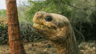 The Last Tortoise of Its' Kind | Equator | BBC Studios