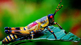 5 Most Beautiful Grasshoppers In The World