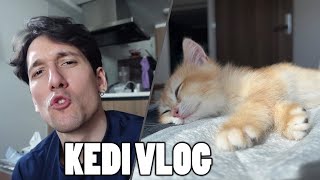 Japonyada kedimle bir gün | VLOG | British Short hair kedi ile hayatımız