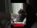 why do cats knead your lap understanding this adorable behavior catlovers catlife shortsviral