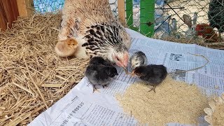 하얀 청계닭(chicken)이 무더위에 아기병아리 다섯마리 자연부화하였습니다.더운날씨에 고생이 많았습니다.