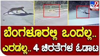 Leopard  : ಬೆಂಗಳೂರು ನಗರದಲ್ಲಿ ನಾಲ್ಕ ಚಿರತೆ ಪ್ರತ್ಯಕ್ಷ ಜನರಲ್ಲಿ ಆತಂಕ| Tv9 Kannada