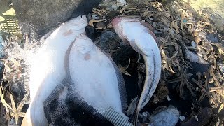 寄島のワタリガニ漁　蟹少ないのでヒラメを狙ってみました　I targeted flatfish because there are few crabs