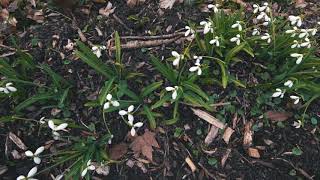 Alcsúti Arborétum - Hóvirágzás