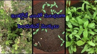 My small garden plants//ఎంతో ఈజీ గా పెంచుకునే మొక్కలు//మా ఇంటి మొక్కలు //Rainy season