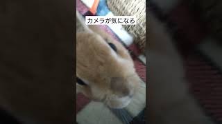 気になるカメラ#うさみ#うさぎ#Rabbit#bunny