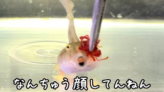 麺を啜るようにチュルチュル餌を吸い込むオタマジャクシが可愛すぎる・・・そしてカエルへ！【クランウェルツノガエル】