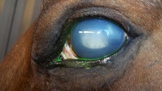Welding Around Horses Can Blind Your Horse - Protect Your Animals From Welders