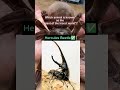 the Hercules Beetle #animals #quiz #animalquiz #quizchallenge #shortvideo