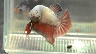 Paitune Betta.DSC 169 Copper Red HMPK Male Oct 11 th