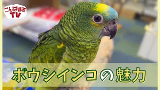 【こんぱまるTV】福岡店　#12 ボウシインコの魅力