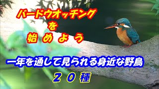 一年を通して見られる身近な野鳥　２０種