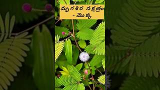 #మృగశిర నక్షత్రం #మొక్క #ఫలితం #భక్తి #youtubeshorts #shortvideo #shorts@CBA646