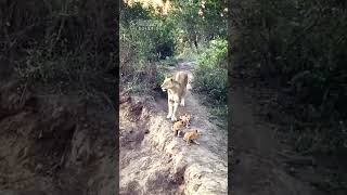 Mother Lioness Takes Her Three Cubs to Another Pride of Kambula Lions