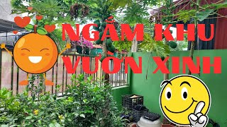 MỘT KHU VƯỜN XINH- CONTEMPLATE  A PRETTY GARDEN CONER IN VIETNAM.