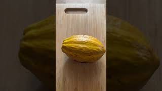 Cutting open a ripe chocolate pod! #shorts #garden #cacao