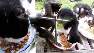 餌の取り合いが激しすぎる野良猫子猫 Stray cat kittens competing for food ・・・うちの猫ちゃんたちカワイイTV