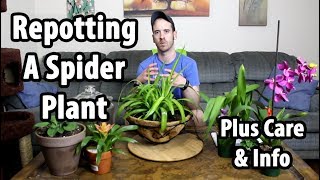 Repotting \u0026 Caring for a Spider Plant (Chlorophytum comosum)