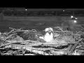 iris lays egg 4 on an early morning in hellgate – may 5 2017