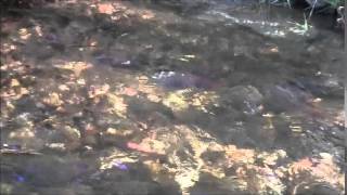 Kokanee salmon run at Mission Creek Park