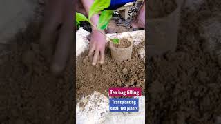 How to prepare small tea bushes 🌳 (තේ පැල බදුන් ගත කිරීම )#srilanka #agriculture