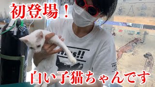 白い子猫を保護しました！子猫や成猫達の通院の様子【We took cats to veterinary clinic】