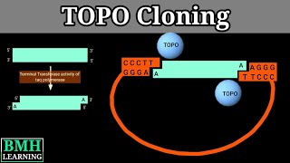 TOPO Cloning | PCR Cloning |