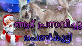 ആട് പ്രസവിച്ചു|Goat pregnancy|