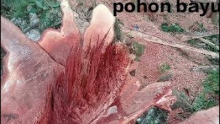 penebangan pohon bayu merah,#trending #fypyoutube #chainsawstihl #wood #woodworking