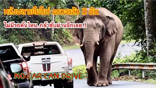 Ep.41 หลังจากพลายโยโย่วตรวจรถ 3 คัน คันที่เหลือต่างหันกลับหมด..! #เขาใหญ่ #elephant #ช้างป่า #new