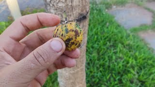 apresentando a fruta ARATICUM do MATO ou do CAMPO( Annona sylvatica )