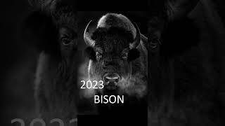 2023 bison and 5000bce bison  #animals #bison #trending