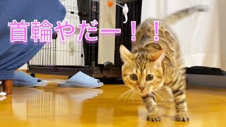 首輪を嫌がる猫のしつけはこうやってます（ベンガル猫ぱる）