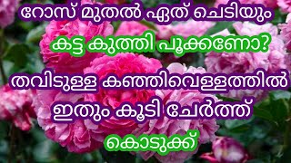 തവിടുള്ള കഞ്ഞി വെളളം ഇങ്ങനെ കൊടുക്ക്# റോസ് മുതൽ ഏത് ചെടിയും കട്ടകുത്തി പൂക്കും#Flowering tips kerala