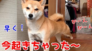 寝坊したので急がすがマイペースを貫いている柴犬ハナ shiba inu