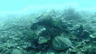 Turtle stuck under fishing line in Dauin, The Philippines.