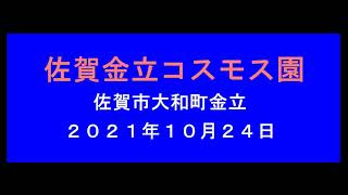 金立コスモス園２０２１