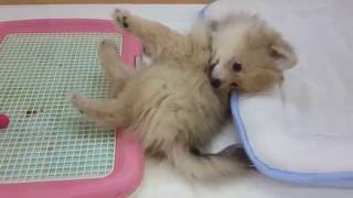 【可愛い動物】　赤ちゃん犬、寝返りは難しい！