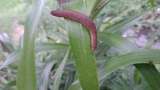 Tropical leatherleaf slug __A strange mollusk