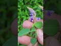 desmodium heterocarpon flowers