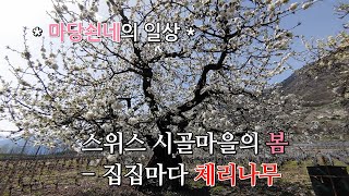 SUB) 마당쇤네의 일상 - 스위스 시골마을의 봄, 집집마다 체리나무 개화 Spring in a Swiss countryside.