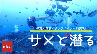 【千葉ダイビング】伊戸・シャークスクランブル【サメ】